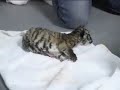 (Laohu Valley Reserve, South Africa) Ms Li Quan, founder of Save China's Tigers today announced that a male South China tiger cub was born at Laohu Valley Reserve, Free State, South Africa at 23:30, November 23rd 2007. It is truly a historic event, because it is the first time that a South China Tiger has been born outside of China. Only around 60 South China Tigers exist in captivity and less than 30 survive in the wild.This video shows the whole process of Cathay giving birth to her first cub. Visit http://english.savechinastigers.org/gallery to view more pictures of the new born cub.This video is copyrighted and cannot be used without the express permission of Save China's Tigers.http://www.savechinastigers.org