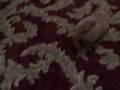 videos de maltipoo puppy chasing laser