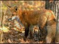 Forever Autumn - Justin Hayward Forever Autumn - Justin Hayward
