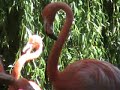 FLAMINGOLAND OFFICIAL TV 4