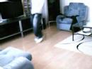 siri first c walk video