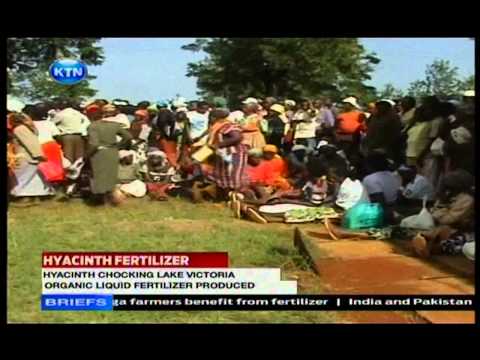 how to fertilize hyacinth