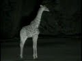 Giraffe at Pete\