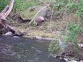 Crane Scare