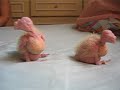 Filhotes de calopsita