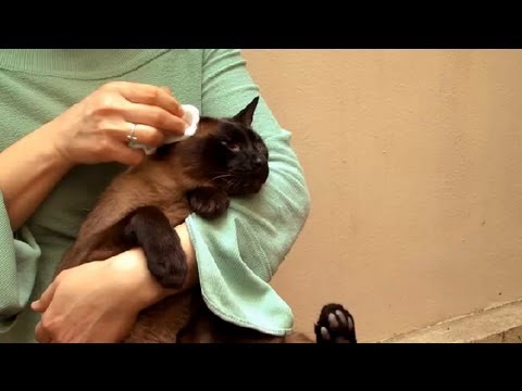how to take care of a cat ehow