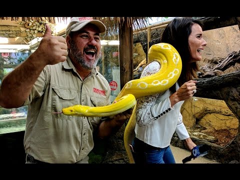 YouTube reptile video