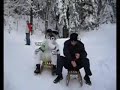 Sledging tiger