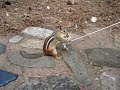Chipmunk Fishing