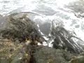 Rabid sea ov R\ Rabid sea ov R\
