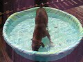 Kima in a pool