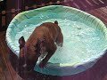 kima in a pool