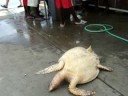 Dying turtle