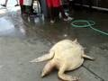 Dying turtle