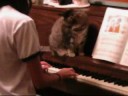 Piano cat disapproves.