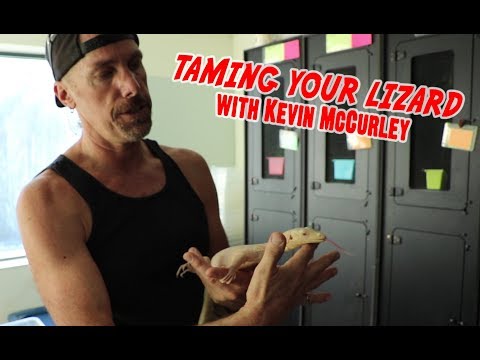 YouTube reptile video