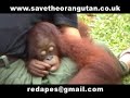 Save the Orangutans Part 1 of 3