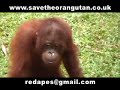 Save the Orangutans Part 1 of 3
