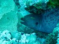 Egypt Diving Dahab and Thistlegorm Wreck Egypt Diving Dahab and Thistlegorm Wreck