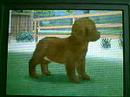 Nintendogs Labrador Retriever
