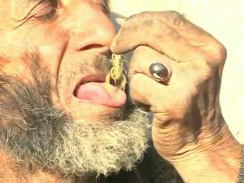 kunduz - 