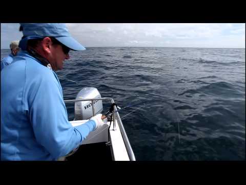 Video: Fly-fishing for sharks