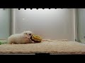 ペキニーズ　男の子　2020/2/21生まれ