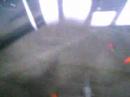 Member mkman123's b. filamentosums from ECZS vid 1