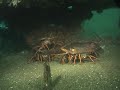 California Lobster Diving California Lobster Diving