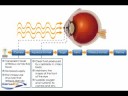 Physiology of the Cornea