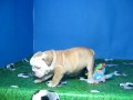 Bulldog Ingles Macho STA REF:193 4