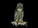 O RLY? owl!