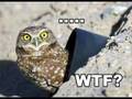 O RLY? owl!