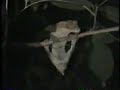 New Caledonian Crested geckos