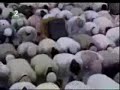 Salat Tarawih-Ramadan 1428 : 8ème nuit à Médine (19/09/2007) Salat Tarawih-Ramadan 1428 : 8ème nuit à Médine (19/09/2007)