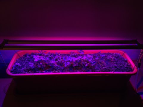 Светодиоды для растений видео Светодиоды для растений видео
