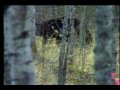 BLACK BEAR HUNTING: 3 KILL SHOTS