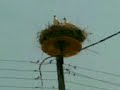 storks-at-thermopyle-july-04-2008-0415-am.html