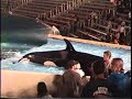 Baby Shamu , Minor Incident , San Diego Sea World Baby Shamu , Minor Incident , San Diego Sea World