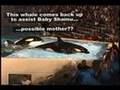 Baby Shamu , Minor Incident , San Diego Sea World