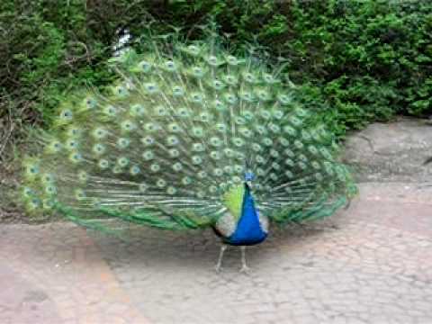 MVI_6329.AVI