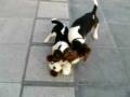 videos de Hutch, mon tout gentil beagle et sa soeur!