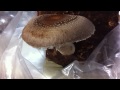 Click here to watch this video 20111231キノコ収穫.mov