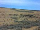 Huge herd of elk