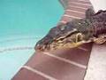 Water Monitor in pool 1of 2
