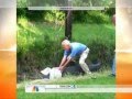 Man Attacked by Alligator