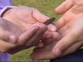 little frog