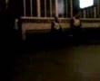 dordrecht hooligans onder begleiding van de wouten