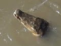 Crocs of Austraila