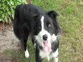 Border Collie Freestyle Miko 2 Border Collie Freestyle Miko 2